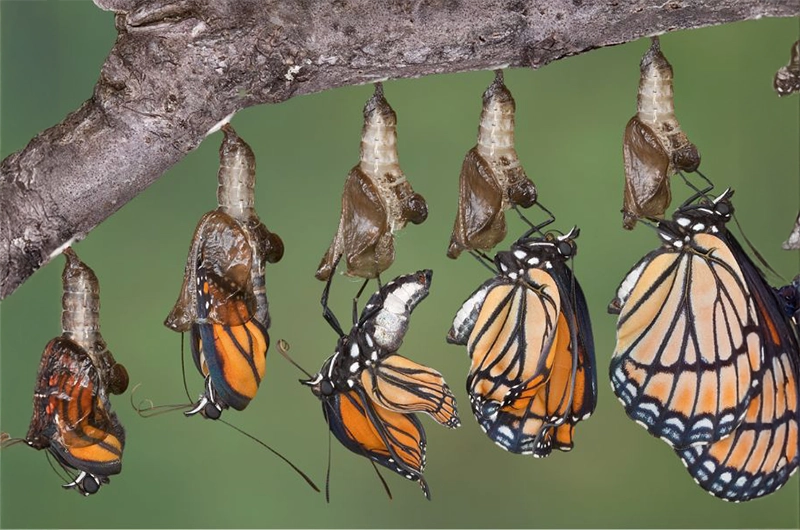 La historia de una mariposa contenido