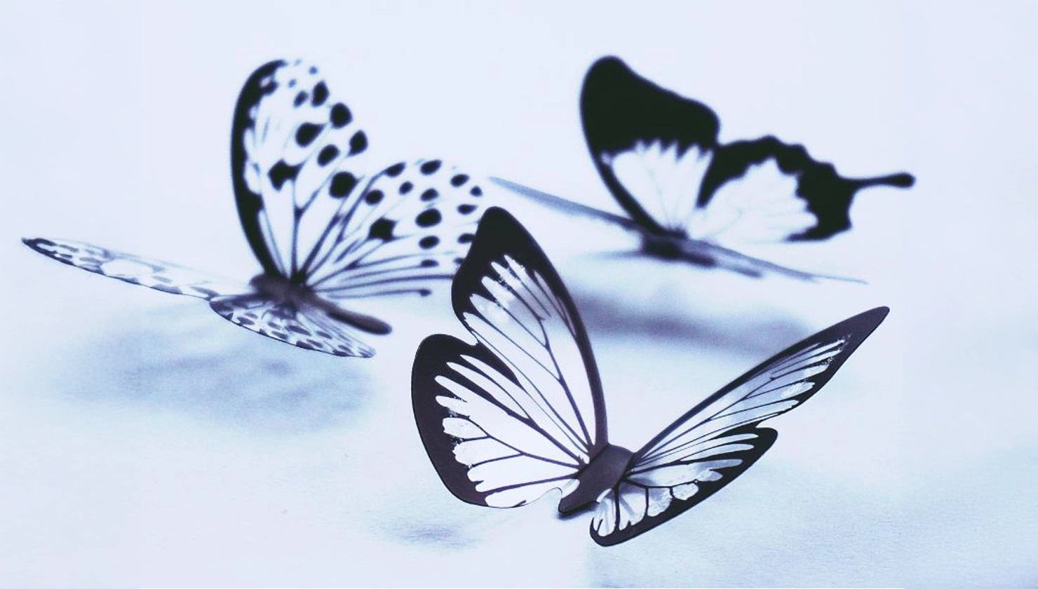 La historia de una mariposa: su R-evolución - Portada